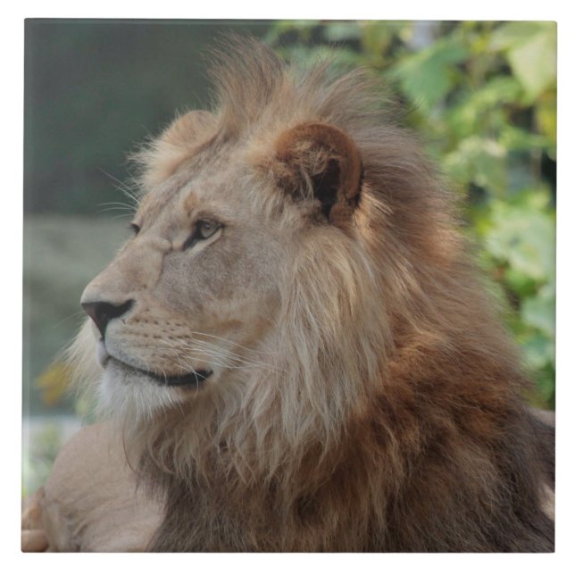 Carreau Lion 035 (Devant)