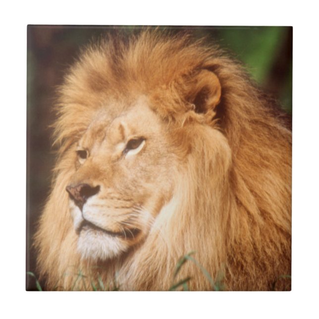 Carreau Lion adulte mâle (Devant)