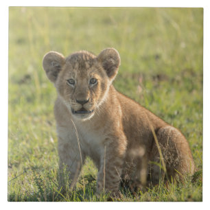 Carreau Lion Cub Dans Un Cadre Naturel Africain
