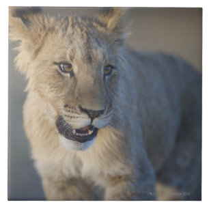 Carreau Lion CUB (Panthera Lion) Namibie