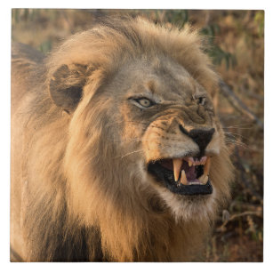 Carreau Lion Dans Un Cadre Naturel Africain
