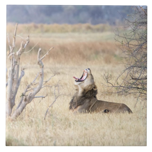 Carreau Lion de Yawning (Devant)