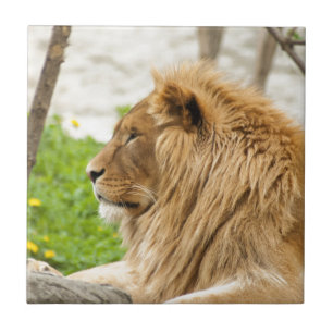 Carreau Lion mâle reposant dans l'herbe