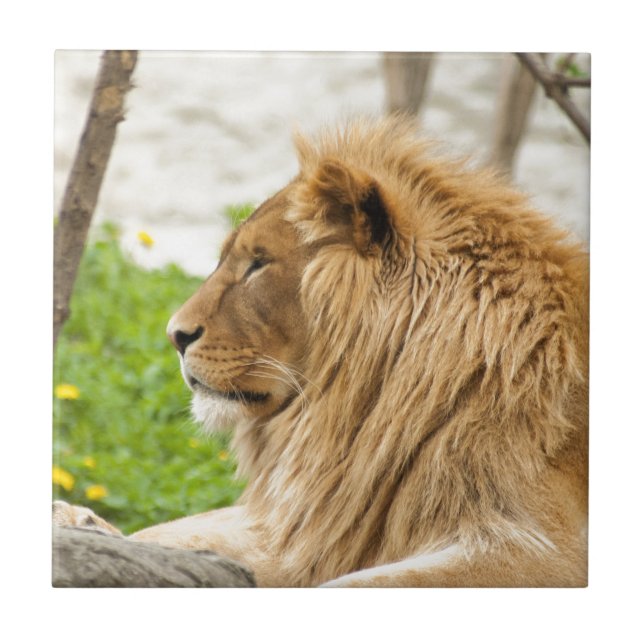 Carreau Lion mâle reposant dans l'herbe (Devant)