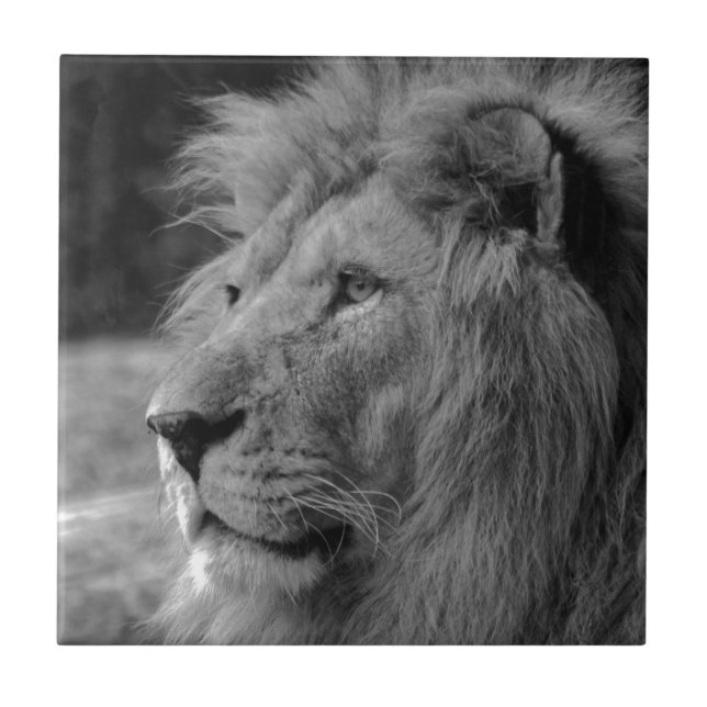 Carreau Lion noir et blanc - Art de la photographie animal (Devant)