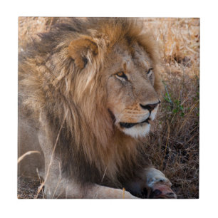 Carreau Lion Réserve nationale de Maasai Mara, Kenya
