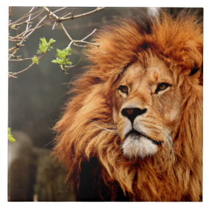 Carreau Lion, Roi de la Jungle