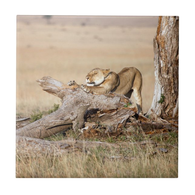 Carreau Lioness stretching (Devant)