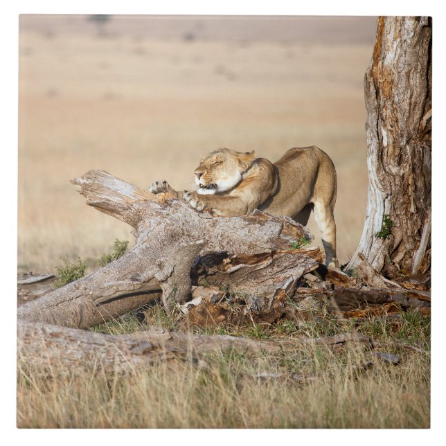 Carreau Lioness stretching (Devant)