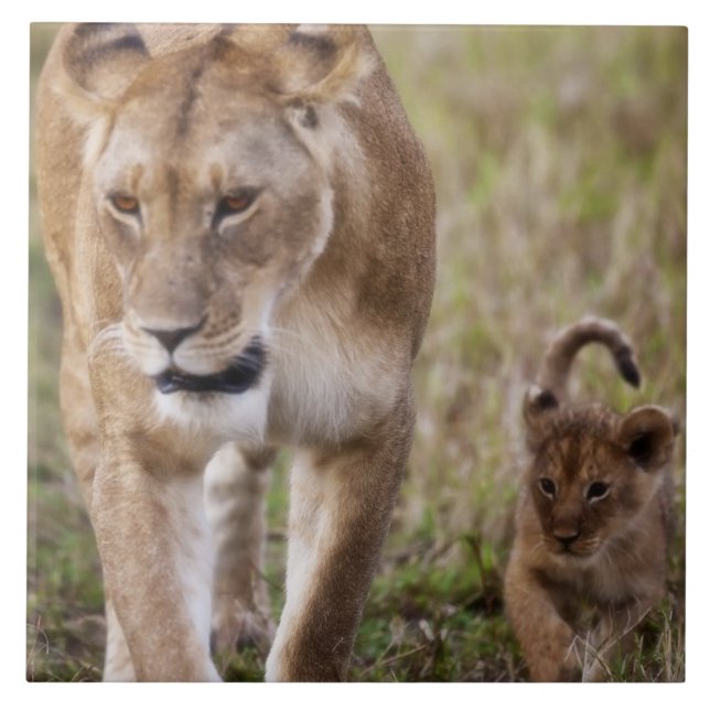 Carreau Lionne avec son petit (Devant)