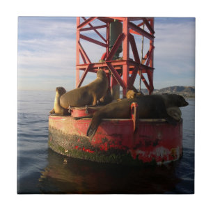 Carreau Lions de mer se détendre sur une bouée à Dana Poin