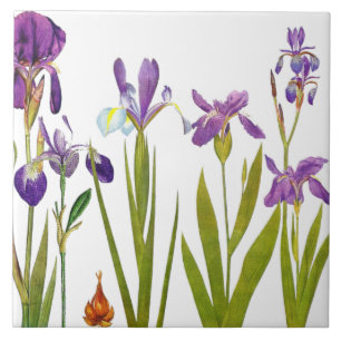 Carreau L'iris botanique fleurit le jardin floral de