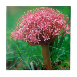 Carreau Lis africain (Agapanthus Praecox), Mala Mala