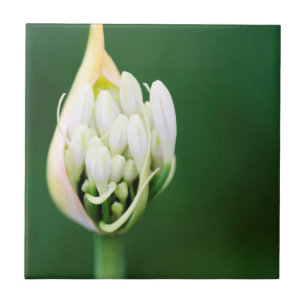 Carreau Lis d'Afrique, Agapanthus Praecox, Cape Town