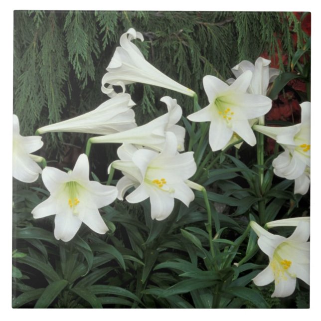 Carreau Lis de Pâques (Lilium regale) (Devant)