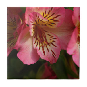Carreau Lis péruvien (aurea d'Alstroemeria)