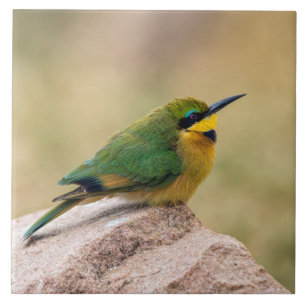 Carreau Little Bee-Eater