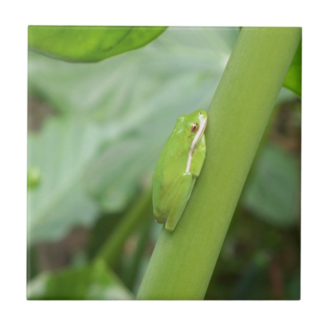 Carreau littleepy green tree frog (Devant)