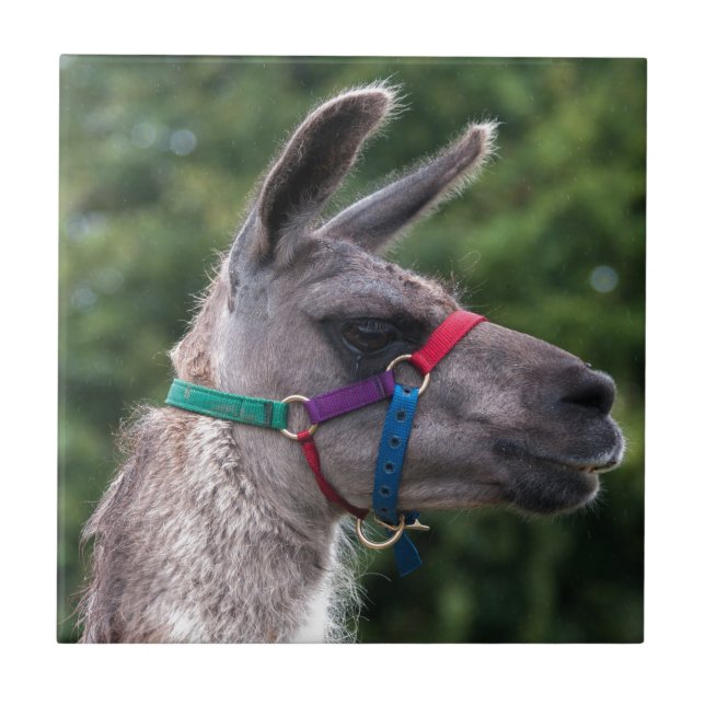 Carreau Llama supériorité (Devant)