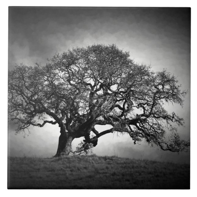 CARREAU LOAN OAK TREE (Devant)