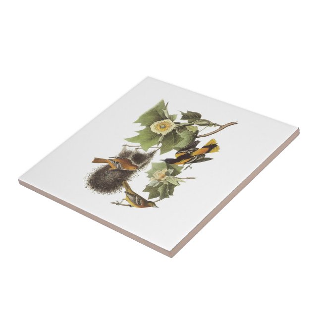 Carreau Loriot du nord par Audubon (Côté)
