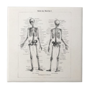 Carreau L'os humain squelettique vintage d'anatomie