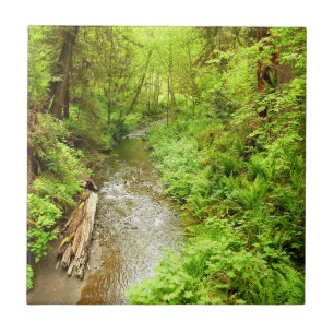 Carreau Lost Man Creek II à Redwood National Park