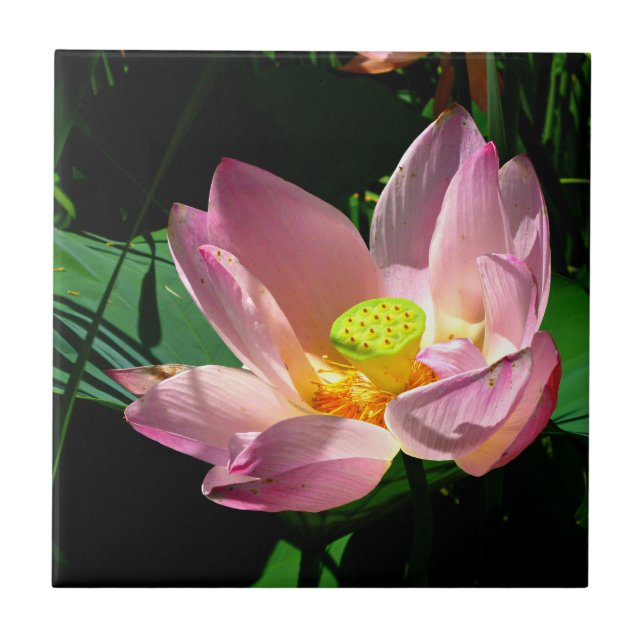Carreau Lotus Blossom (Devant)