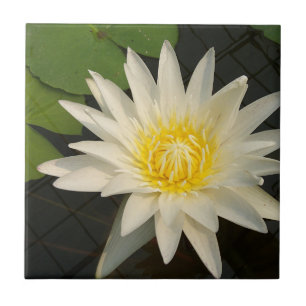 Carreau lotus, fleur, nature, fleur, floraison, floral, pl