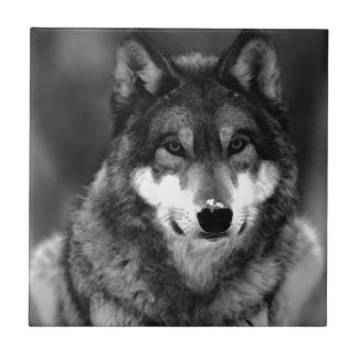 Carreau Loup