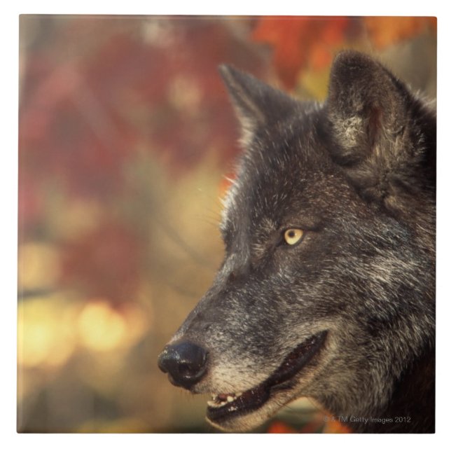 Carreau Loup 2 (Devant)