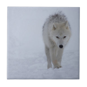 Carreau Loup arctique