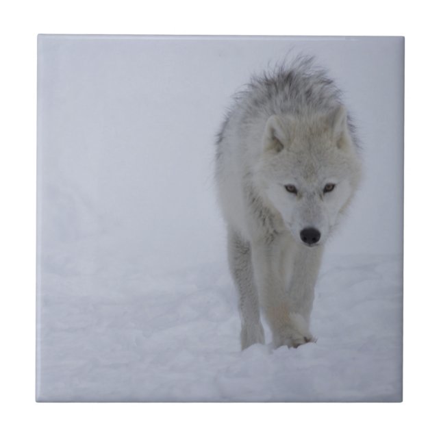 Carreau Loup arctique (Devant)