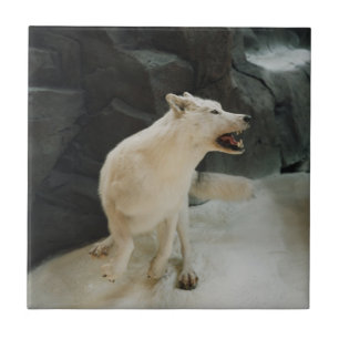 Carreau Loup blanc