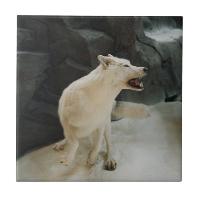 Carreau Loup blanc (Devant)
