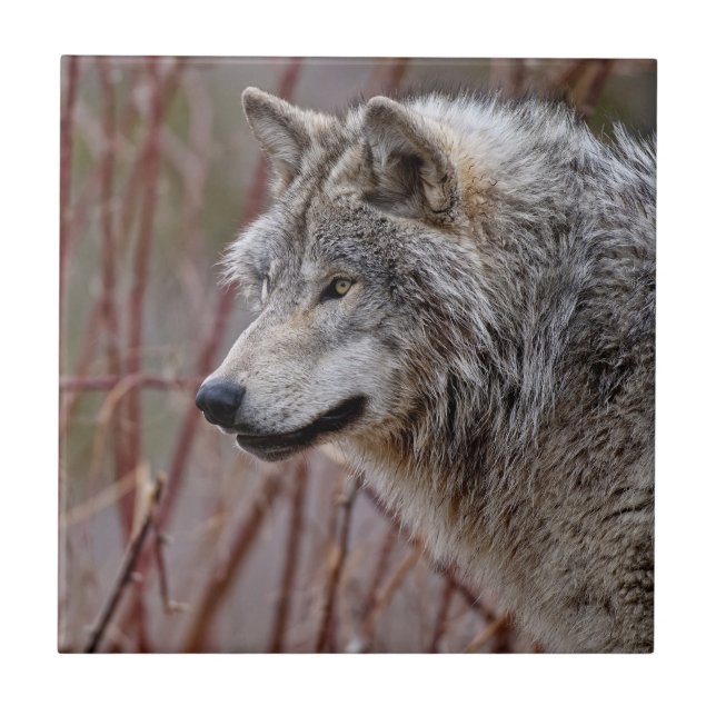 Carreau Loup de bois  (Devant)