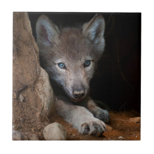 Carreau Loup de bois de l'Est