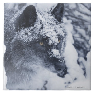 Carreau Loup solitaire dans la neige