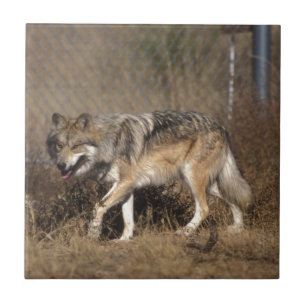 CARREAU LOUPS