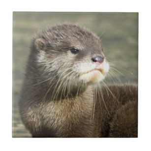 Articles Loutre De Bebe De Maison Interieur Zazzle Fr