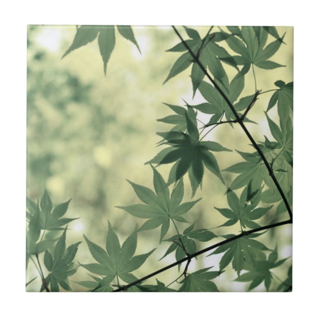 Carreau Lumière du soleil à travers les feuilles d'érable (Devant)
