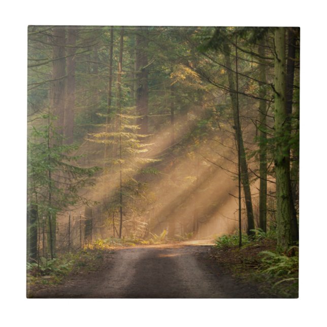 Carreau Lumière du soleil brillant par une forêt (Devant)