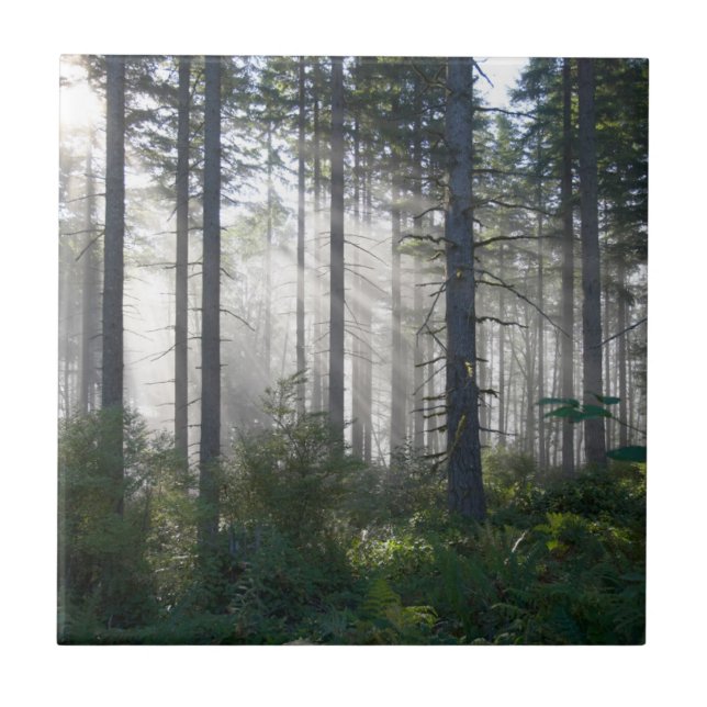 Carreau Lumière du soleil traversant une forêt brumeuse (Devant)
