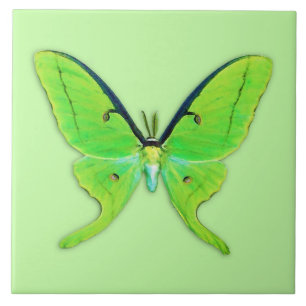 Carreau Luna moth sur un arrière - plan vert pâle