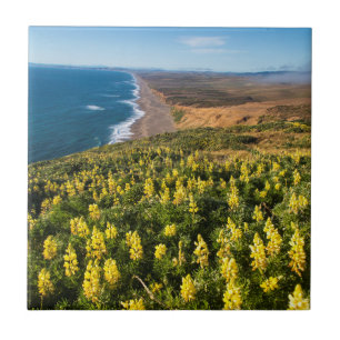 Carreau Lupin jaune au-dessus de la plage de Point Reyes à