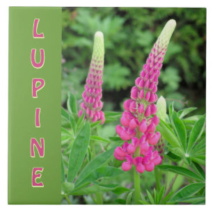 CARREAU "LUPINE ROSE" /CONCEPTION FLORALE