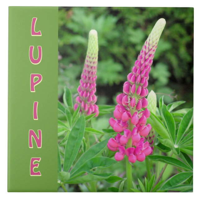 CARREAU "LUPINE ROSE" /CONCEPTION FLORALE (Devant)