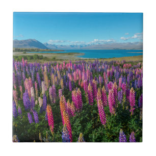 Carreau Lupines de Russle au lac Tekapo   Nouvelle Zélande