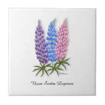 Lupins de Nouvelle-Écosse