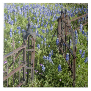 Carreau Lupins et phlox entourant la grille du cimetière